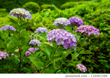 Light purple and pink hydrangeas seen at Mimuroto Temple in Uji City, Kyoto Prefecture in June 110461386