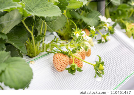 Strawberry picking strawberries Strawberry picking strawberries 110461487