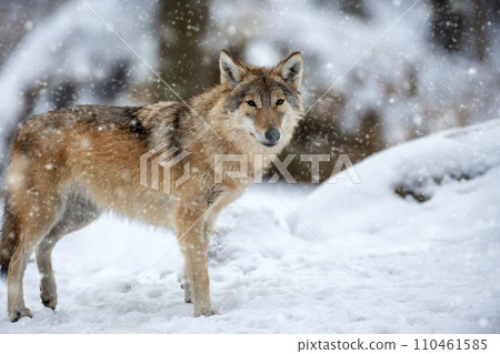 Gray wolf, Canis lupus in the winter forest 110461585