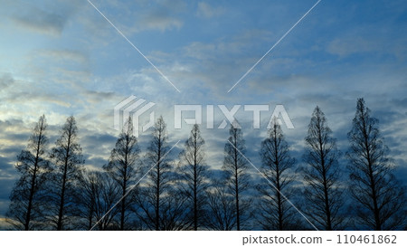 清晨水杉 清晨水杉(冬季)1 清晨水杉 清晨水杉(冬季)1 110461862