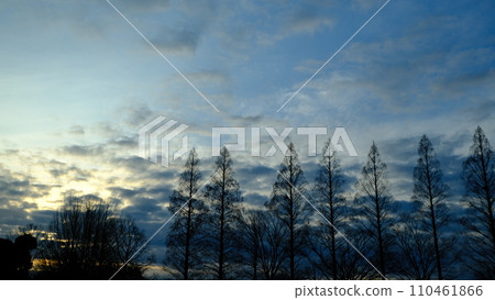 清晨水杉 清晨水杉（冬季）1 110461866