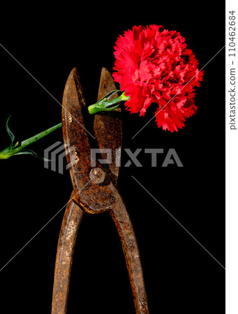 Old rusty metal scissors and carnation on a black background. 110462684
