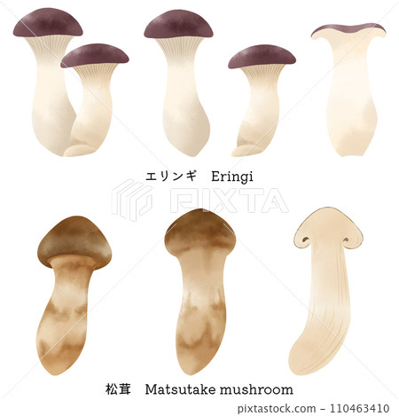 Illustration material set of eryngii mushrooms and matsutake mushrooms painted in watercolor Illustration material set of eryngii mushrooms and matsutake mushrooms painted in watercolor 110463410