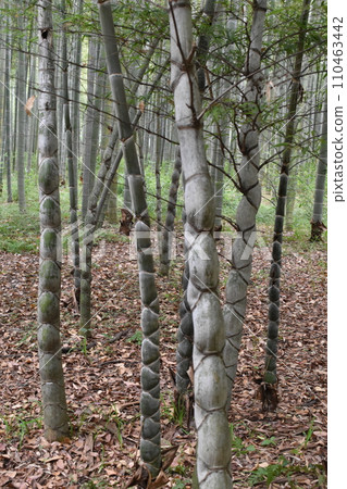 Wakatake Forest, Wakayama Farm, Hokicho, Utsunomiya City, Bamboo Forest 110463442
