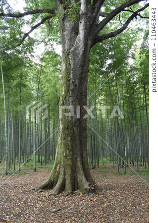若竹林、和歌山農場、宇都宮市北喜町、竹林 110463443