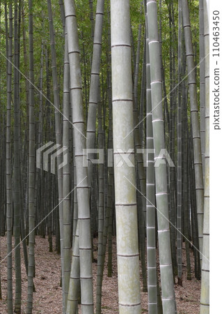 Wakatake Forest, Wakayama Farm, Hokicho, Utsunomiya City, Bamboo Forest Wakatake Forest, Wakayama Farm, Hokicho, Utsunomiya City, Bamboo Forest 110463450