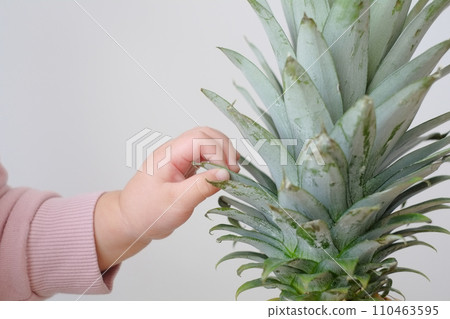 Child's hand touching the stem of a pineapple 110463595