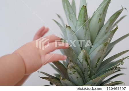 孩子的手觸摸鳳梨的莖 110463597