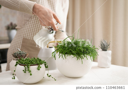 Woman watering Potted Ripsalis house plant in white ceramic pot on a table indoors Woman watering Potted Ripsalis house plant in white ceramic pot on a table indoors 110463661