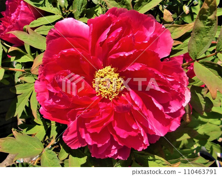Peony button red Peony button red 110463791
