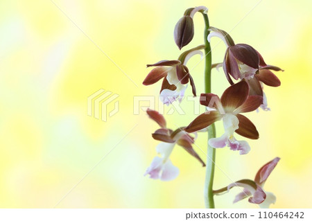 Ebine, Ebine orchid, wildflower, brown flower, plain, bright yellow background, close-up Ebine, Ebine orchid, wildflower, brown flower, plain, bright yellow background, close-up 110464242