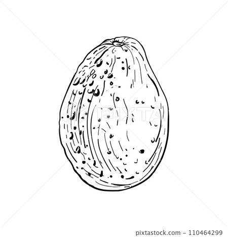 Avocado whole vector illustration. Fruit ripe black outline graphic drawing. Tropical ink contour line silhouette natural detox food. Healthy organic vegetable garden fresh nature exotic plant 110464299