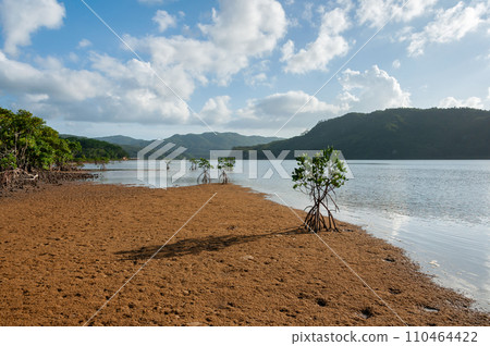 Mangroves on the riverbank. Iriomote Island 110464422