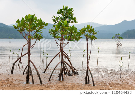 Young mangroves on a cloudy day 110464423