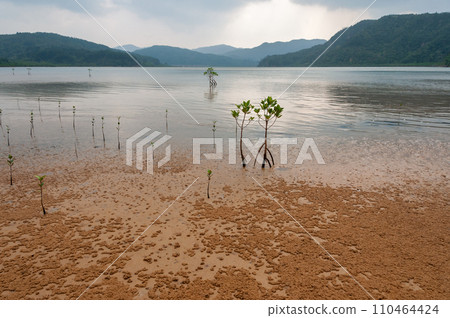 Young mangroves at Urauchi river. Iriomote island 110464424