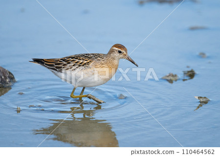 Quail sandpiper resting and foraging in the lotus field in autumn 01 Quail sandpiper resting and foraging in the lotus field in autumn 01 110464562