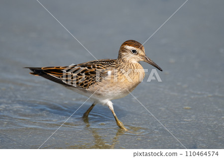 秋天荷花田裡休息覓食的鵪鶉鷸05 110464574