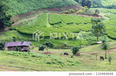 View of rice terraces in Ban Li Khai village in rural area of Chiang Rai province of Thailand. View of rice terraces in Ban Li Khai village in rural area of Chiang Rai province of Thailand. 110464698