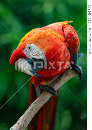 Blue-and-yellow macaw (Ara ararauna), Malagana, Bolivar department. Wildlife and birdwatching in Colombia 110464701