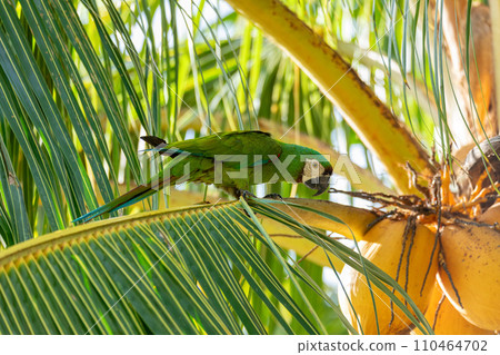 Chestnut-fronted macaw or severe macaw (Ara severus), Malagana, Bolivar department. Wildlife and birdwatching in Colombia Chestnut-fronted macaw or severe macaw (Ara severus), Malagana, Bolivar department. Wildlife and birdwatching in Colombia 110464702