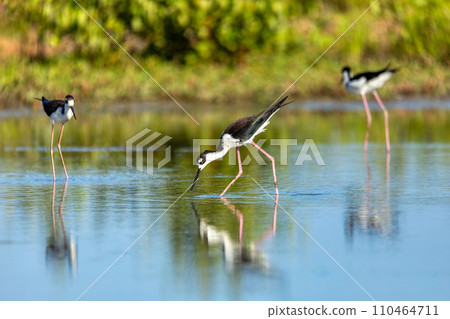 The black-necked stilt (Himantopus mexicanus). Guanacaste department. Wildlife and birdwatching in Colombia 110464711