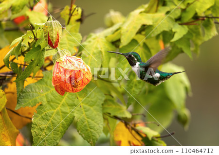 White-bellied woodstar (Chaetocercus mulsant) hummingbird. Valle Del Cocora, Quindio. Wildlife and birdwatching in Colombia. 110464712