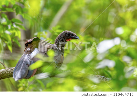 Colombian chachalaca (Ortalis columbiana), Barichara, Santander department. Wildlife and birdwatching in Colombia. Colombian chachalaca (Ortalis columbiana), Barichara, Santander department. Wildlife and birdwatching in Colombia. 110464715