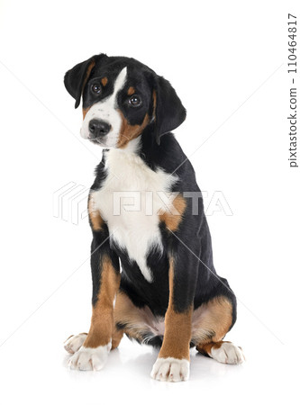 puppy Appenzeller Sennenhund puppy Appenzeller Sennenhund 110464817