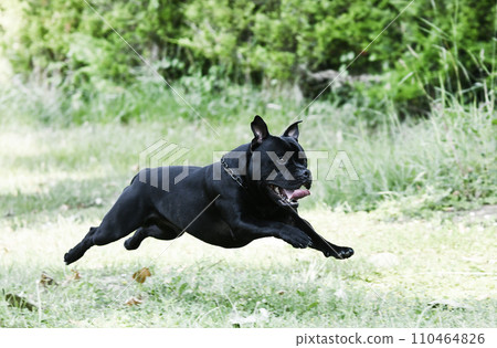 staffordshire bull terrier training 110464826