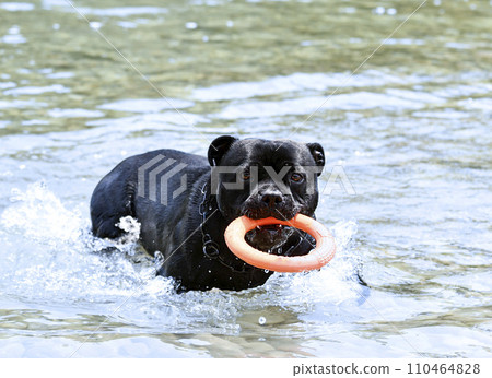 staffie swimming in river 110464828