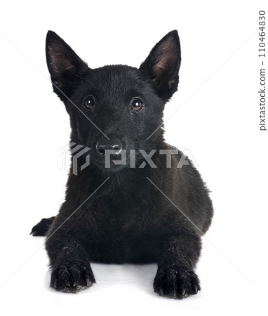 young Schipperke in studio young Schipperke in studio 110464830