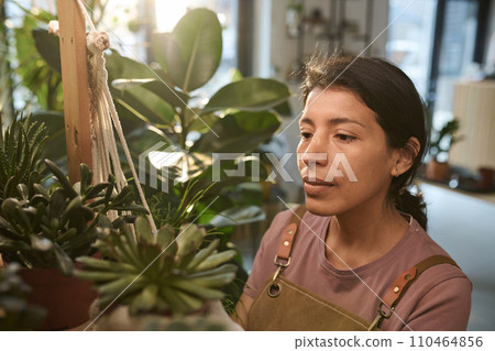 Hispanic plant shop worker looking at potted houseplants on wooden shelves Hispanic plant shop worker looking at potted houseplants on wooden shelves 110464856