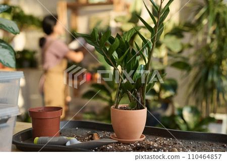 Potted zamioculcas displayed on tray after repotting, gardener working on background Potted zamioculcas displayed on tray after repotting, gardener working on background 110464857