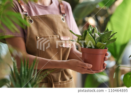 Unrecognizable plant store worker holding potted houseplant posing among greenery Unrecognizable plant store worker holding potted houseplant posing among greenery 110464895