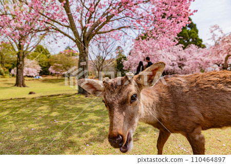 Cherry blossoms and deer in full bloom at Nara Park Cherry blossoms and deer in full bloom at Nara Park 110464897