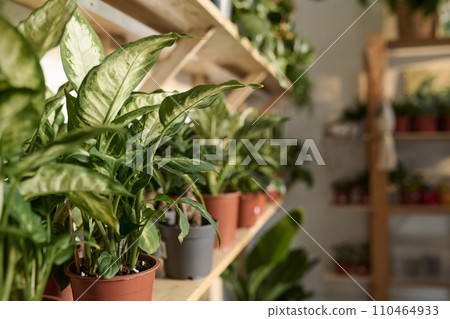 Wide selection of potted plants presented on shelves in store Wide selection of potted plants presented on shelves in store 110464933