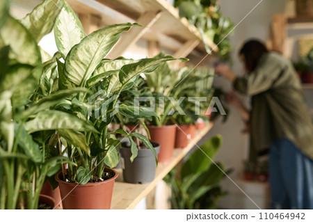 Houseplants displayed on wooden shelves in plant store, worker checking them on background Houseplants displayed on wooden shelves in plant store, worker checking them on background 110464942