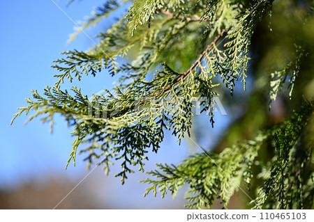 Japanese cypress leaves in early spring 110465103