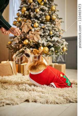 Cute welsh corgi dog standing on hind legs and listening owner's commands near Christmas tree 110465473