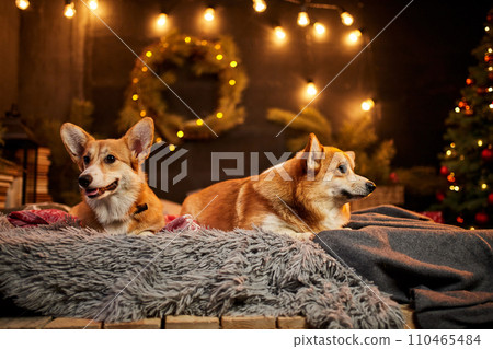 Two adorable welsh corgi dogs sitting on soft carpet and looking up near decorated Christmas tree Two adorable welsh corgi dogs sitting on soft carpet and looking up near decorated Christmas tree 110465484