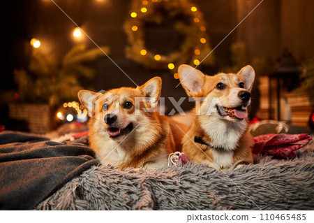 Two adorable welsh corgi dogs sitting on soft carpet and looking up near decorated Christmas tree Two adorable welsh corgi dogs sitting on soft carpet and looking up near decorated Christmas tree 110465485