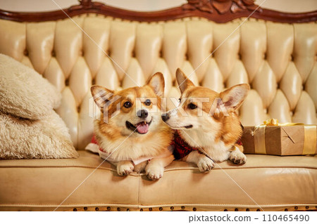Two cute red-white welsh corgi pembroke in New Year's clothes sitting on sofa with gift boxes 110465490