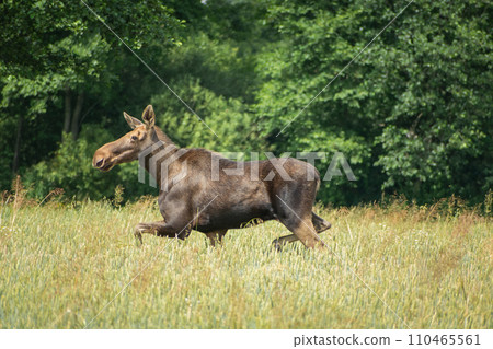 A large moose running in the grain against the background of the forest 110465561