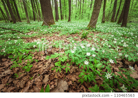 Meadow with white anemones in a green forest, April day 110465563