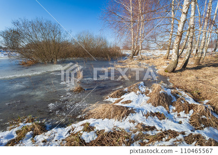 Snow and frozen water in a wild meadow with birches and bushes, winter sunny day, Zarzecze, eastern Poland Snow and frozen water in a wild meadow with birches and bushes, winter sunny day, Zarzecze, eastern Poland 110465567
