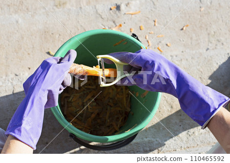 Female hands in gloves peel fresh carrots into a bucket. Cleaning carrots only collected from the garden. 110465592
