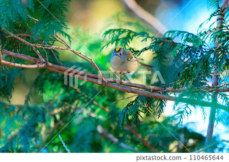 棲息在針葉樹上的黃腹捕蠅器 110465644