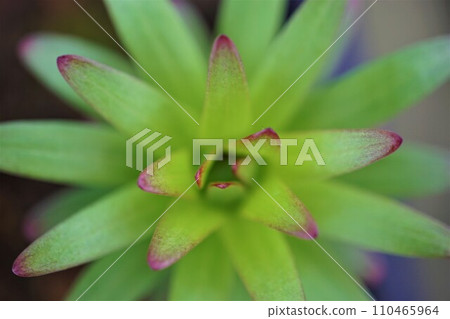 Tiny rose lily flower 110465964