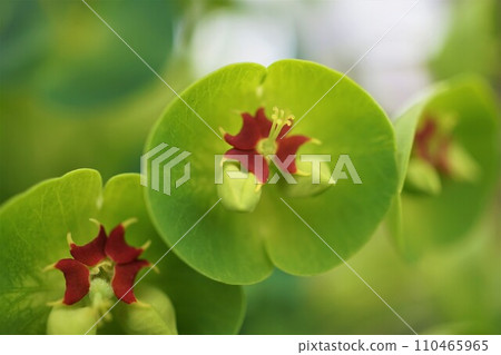 Euphorbia Purplea 110465965