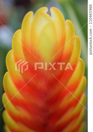 Parakeet bromeliad Tiffany flower bract plant 110465966